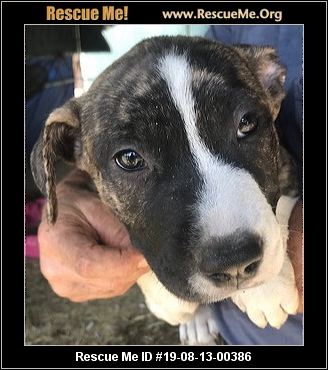 - Rhode Island Dog Rescue - ADOPTIONS - Rescue Me!