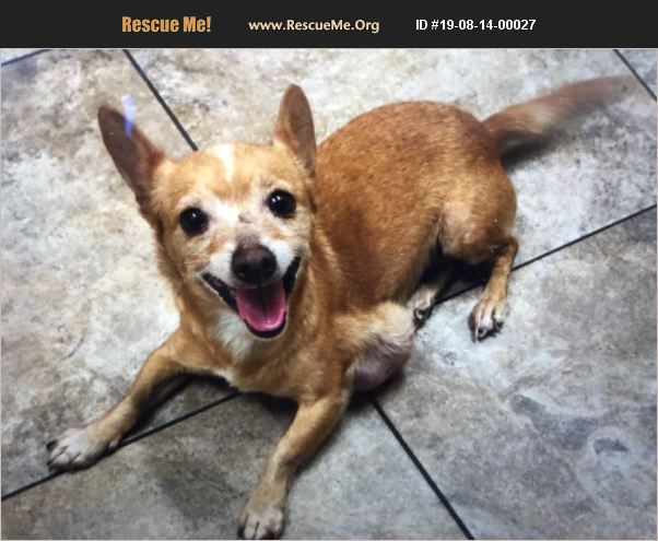 Adopt 19081400027 ~ Chihuahua Rescue ~ Phoenix Az