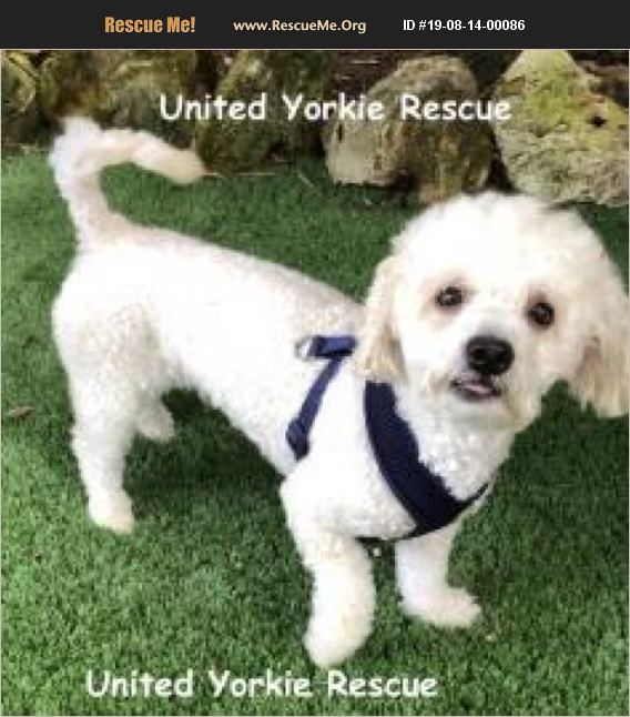 ADOPT 19081400086 Poodle Rescue Leesburg, FL