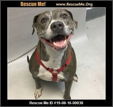 - Rhode Island Dog Rescue - ADOPTIONS - Rescue Me!