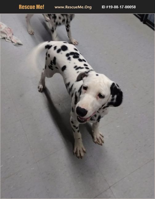 rescue tales adoptable pet dalmatian