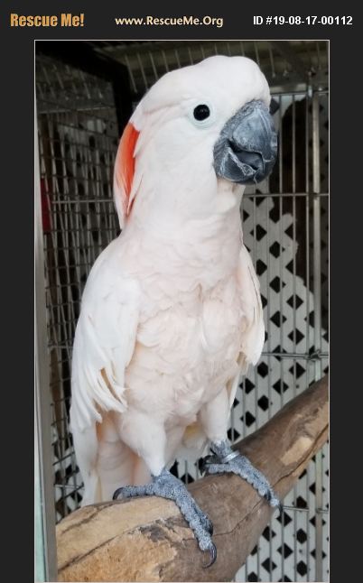 ADOPT 19081700112 ~ Pet Bird Rescue ~ NAPLES, FL