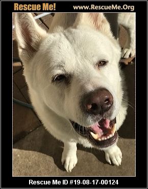 - Arizona Akita Rescue - ADOPTIONS - Rescue Me!