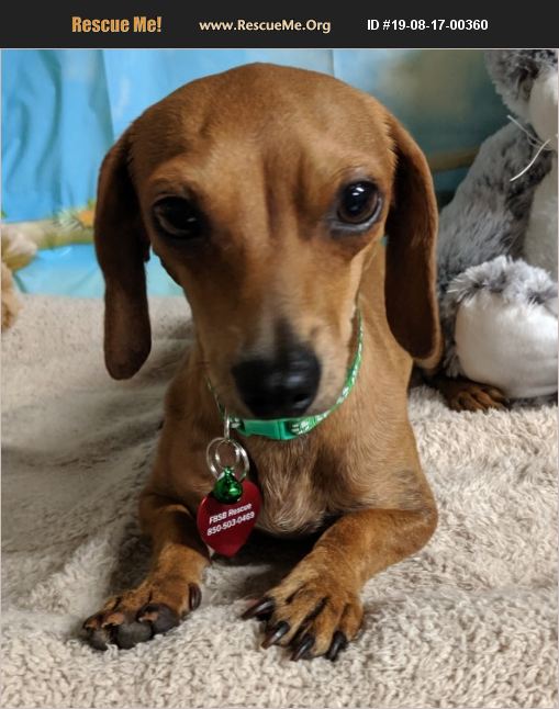 39 Dachshund Puppies Rescue South Florida Photography