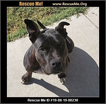Virginia Staffordshire Bull Terrier Rescue Adoptions Rescue Me