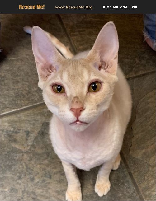 ADOPT 19081900390 Sphynx Rescue Henderson, NV