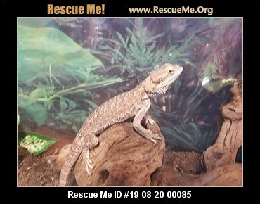 - Oregon Reptile/Amphibian Rescue - ADOPTIONS - Rescue Me!