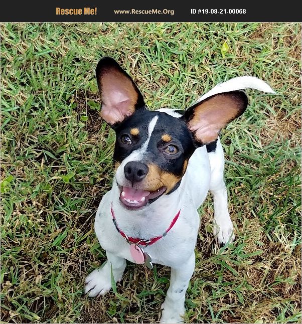 ADOPT 19082100068 Rat Terrier Rescue Chattanooga, TN