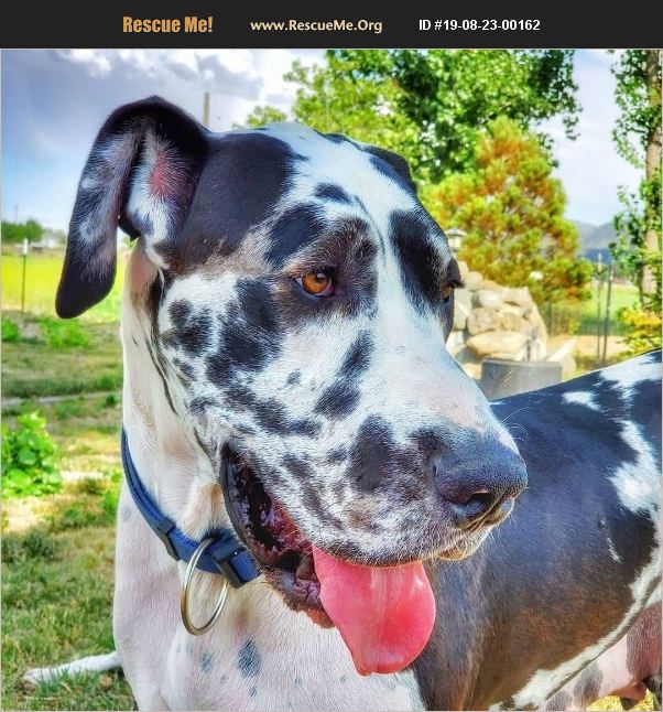 rescued great danes for adoption