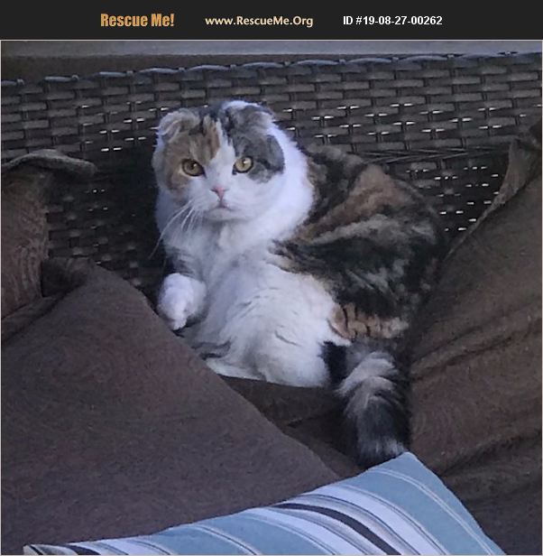 ADOPT 19082700262 Scottish Fold Rescue Rochester, MI