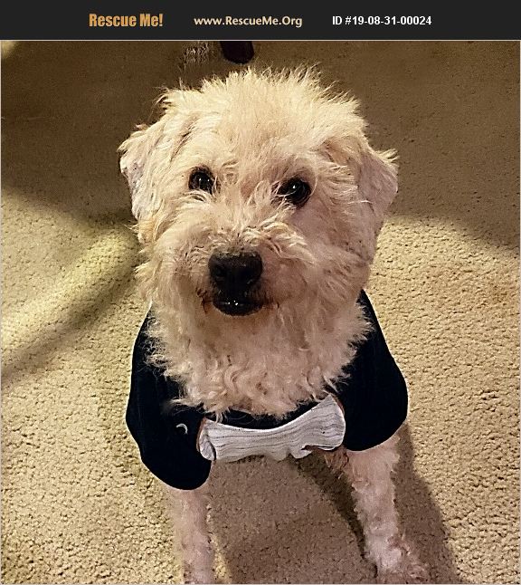 ADOPT 19083100024 Soft Coated Wheaten Terrier Rescue Lewisville, TX