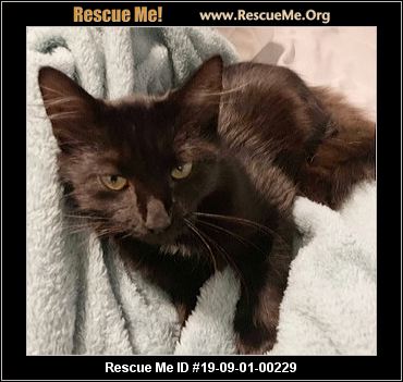 - North Carolina Cat Rescue - ADOPTIONS - Rescue Me!