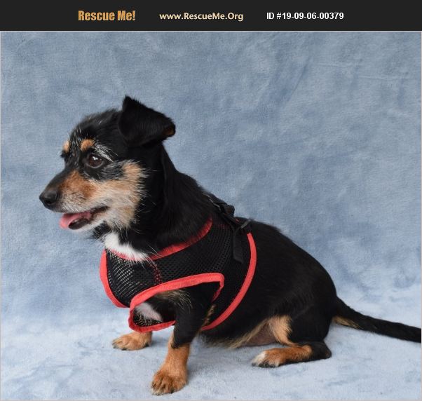 ADOPT 19090600379 Dachshund Rescue Mecklenburg County, NC