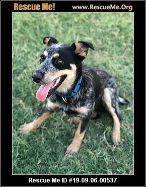 - Arizona Australian Cattle Dog Rescue - ADOPTIONS - Rescue Me!