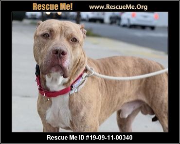 - Rhode Island Dog Rescue - ADOPTIONS - Rescue Me!