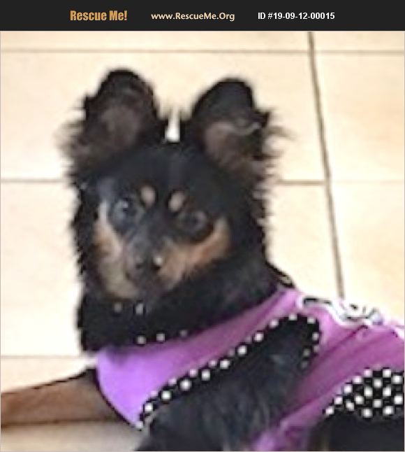 ADOPT 19091200015 Papillon Rescue Miami, FL