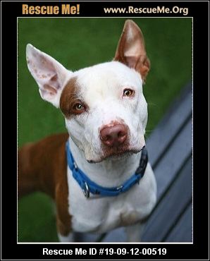 - Rhode Island Dog Rescue - ADOPTIONS - Rescue Me!