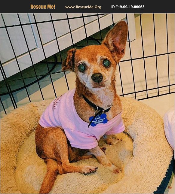 ADOPT 19091900063 Chihuahua Rescue Miami, FL