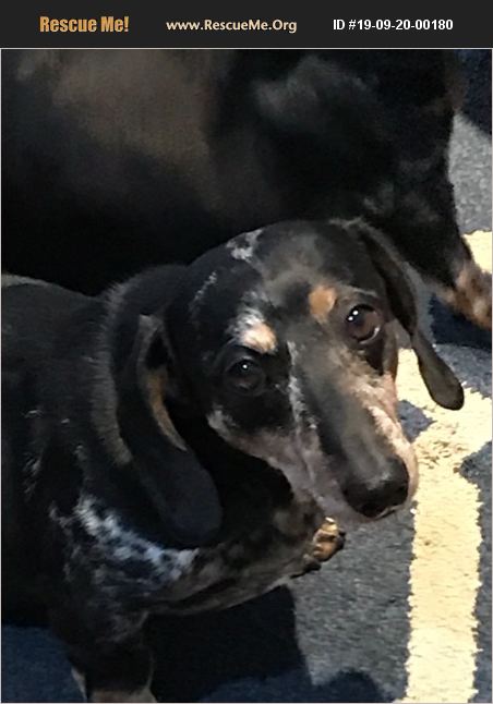 ADOPT 19092000180 ~ Dachshund Rescue ~ Spanish Fort, AL