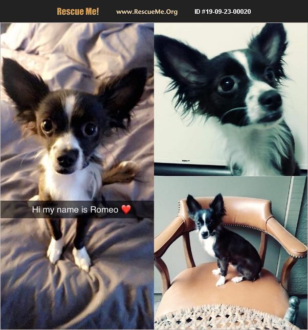 ADOPT 19092300020 Papillon Rescue Phoenix, AZ