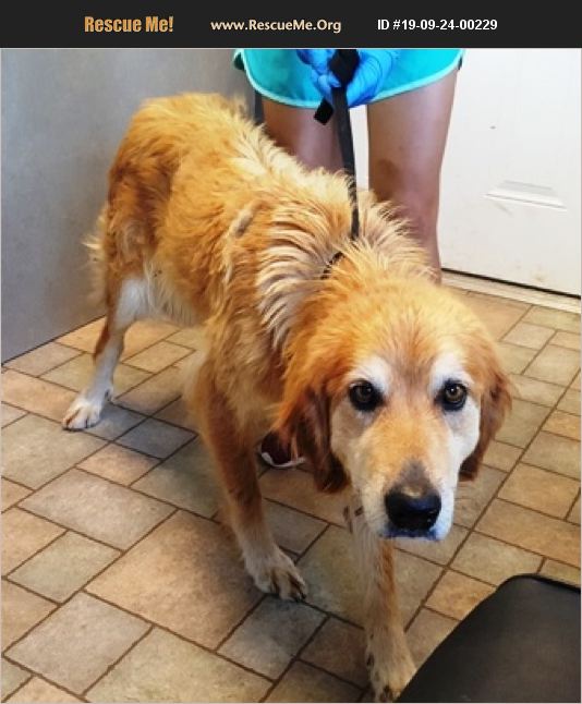 ADOPT 19092400229 Golden Retriever Rescue Hollister, MO
