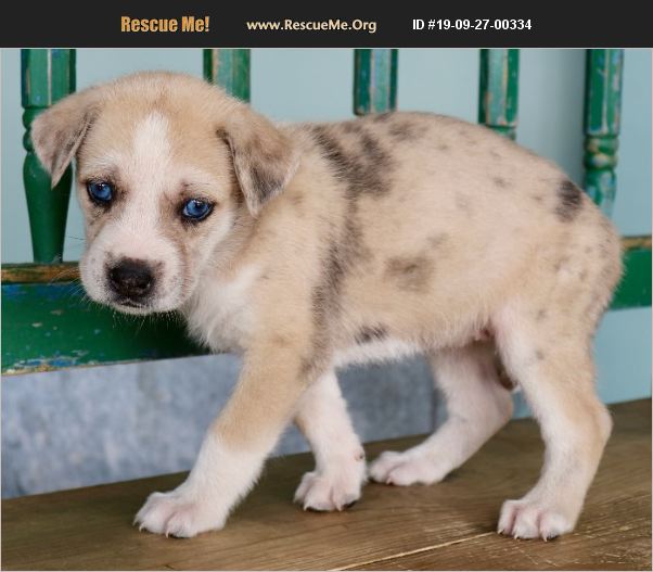 ADOPT 19092700334 Lab Rescue San Antonio, TX