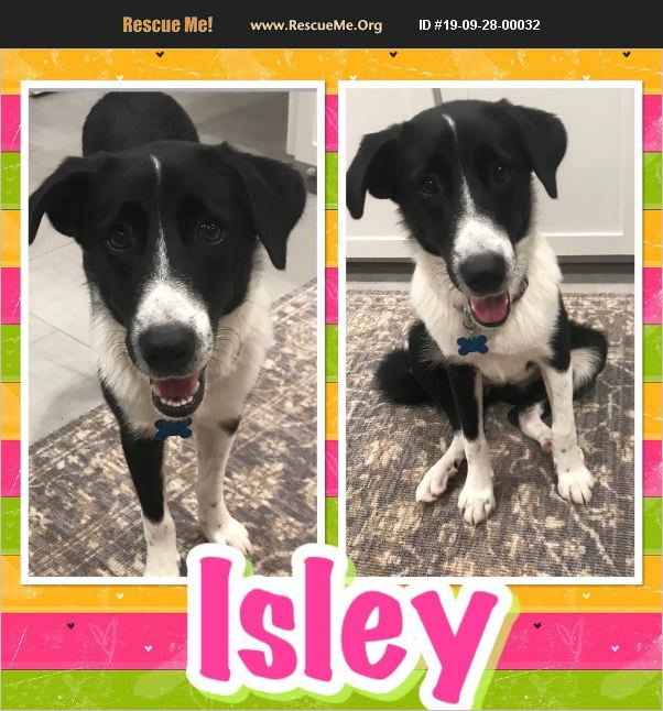 ADOPT 19092800032 Border Collie Rescue Houston, TX
