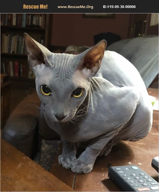 ADOPT 19093000006 Sphynx Rescue Wilmington, NC