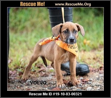 - Georgia Dog Rescue - ADOPTIONS - Rescue Me!
