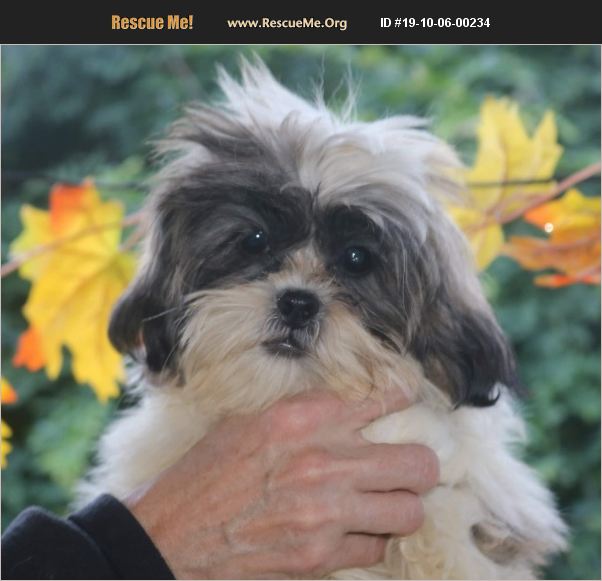 adopt-19100600234-shih-tzu-rescue-columbiana-oh