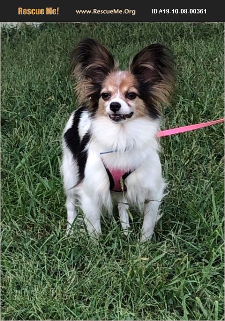 ADOPT 19100800361 ~ Papillon Rescue ~ Madison, KS