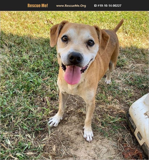 ADOPT 19101400227 Beagle Rescue Indiana