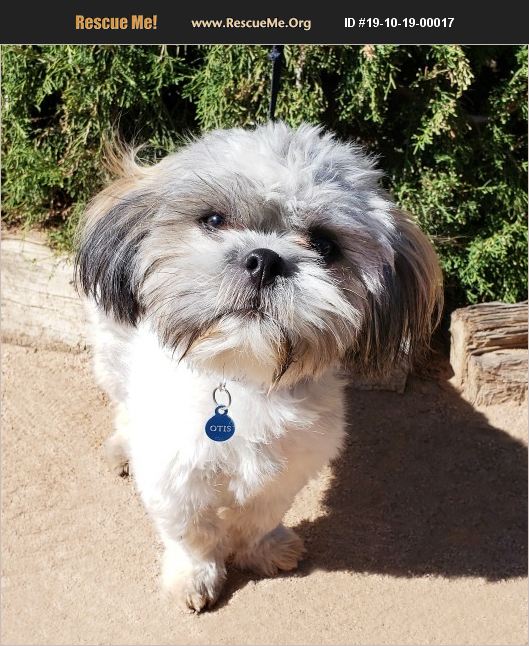 ADOPT 19101900017 Shih Tzu Rescue Albuquerque, NM