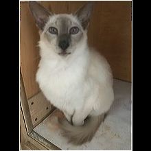 Javanese Rescue Adoptions