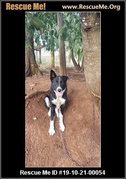 - Oregon Dog Rescue - ADOPTIONS - Rescue Me!