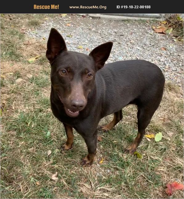 ADOPT 19102200188 Doberman Pinscher Rescue Pennsylvania