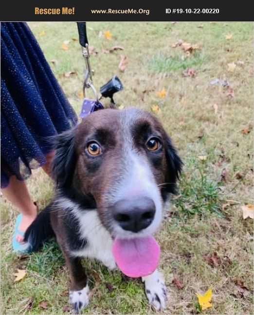ADOPT 19102200220 Border Collie Rescue Bradenton, FL