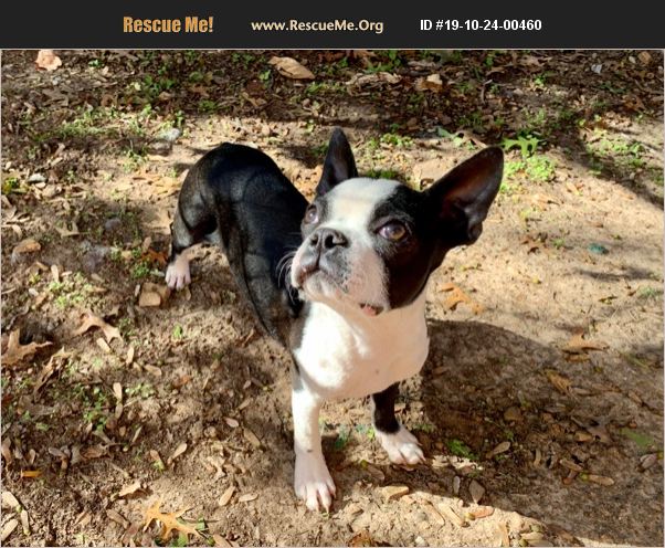 ADOPT 19102400460 ~ Boston Terrier Rescue ~ Miami, OK