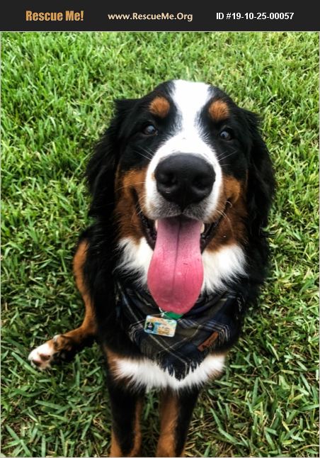 ADOPT 19102500057 ~ Bernese Mountain Dog Rescue ~ Orlando, FL