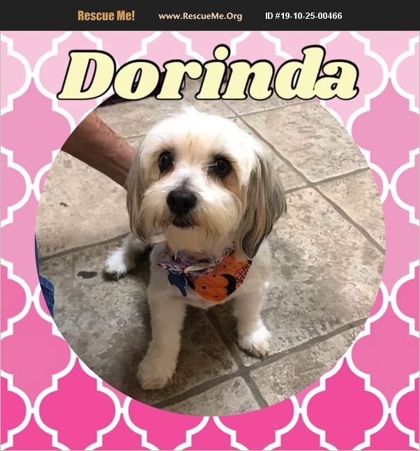 ADOPT 19102500466 Lhasa Apso Rescue Houston, TX