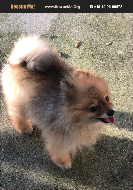 rescue runts pomeranian