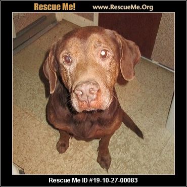 - Georgia Lab Rescue - ADOPTIONS - Rescue Me!