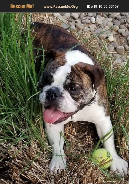 Adopt 19103000107 ~ Bulldog Rescue ~ Whitehall, Pa