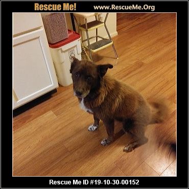 - North Carolina Dog Rescue - ADOPTIONS - Rescue Me!