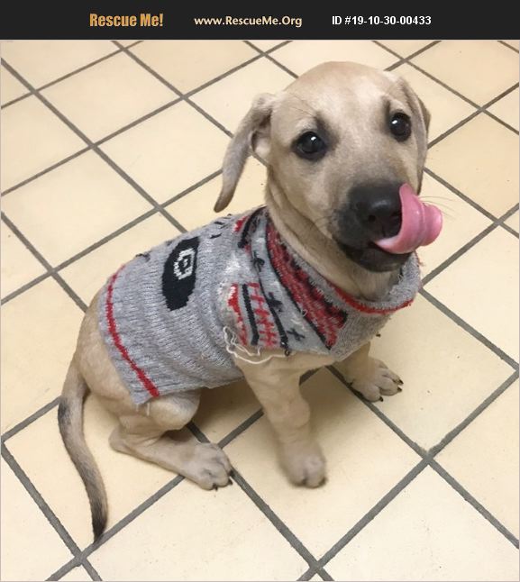 ADOPT 19103000433 Lab Rescue Lumberton, NC