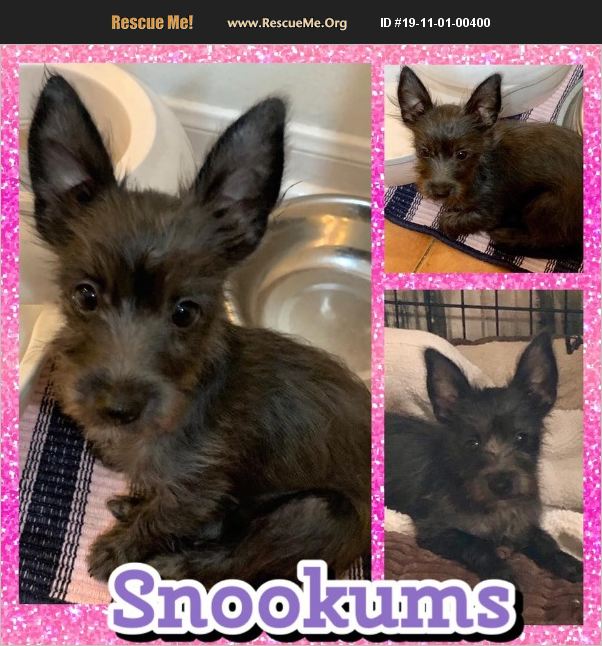 ADOPT 19110100400 Scottish Terrier Rescue Houston, TX