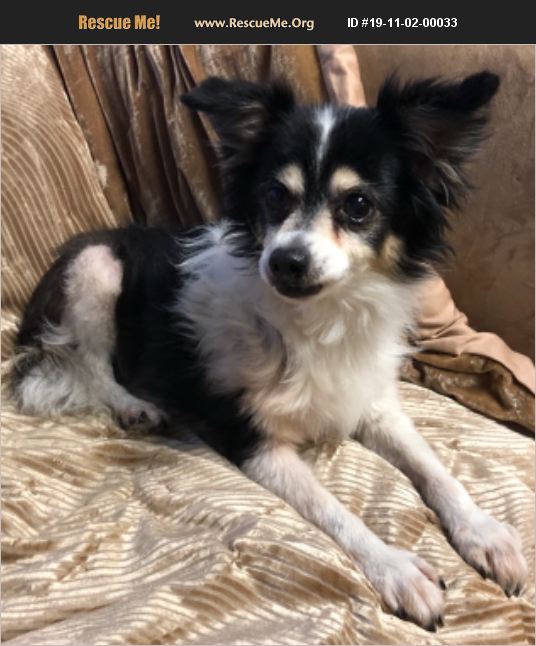 ADOPT 19110200033 Papillon Rescue Phoenix, AZ