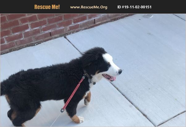 ADOPT 19110200151 ~ Bernese Mountain Dog Rescue ~ Philadelphia, PA