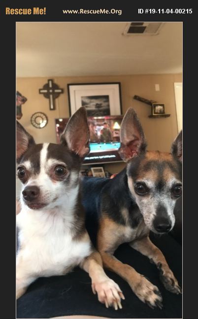 ADOPT 19110400215 ~ Chihuahua Rescue ~ Tucson, AZ