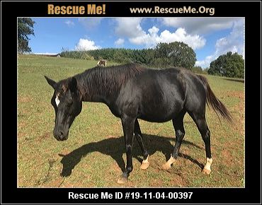 petfinder adoptions